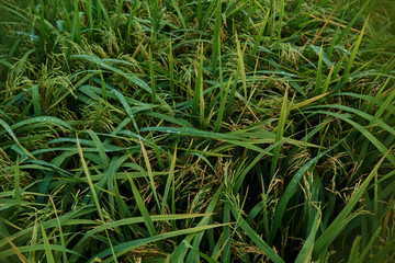 Agriculture. Harvesting time. Farm, paddy field. Rice spikes in a golden rural area. Well ripened crop. Mature harvest. Ripening field, close up, selective focus. Lush gold fields of the countryside.