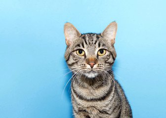 Close up portrait of one black and grey striped tabby cat looking directly at viewer, blue background