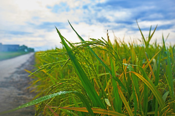 Сlose up of yellow green rice field. Autumn rice field of good harvest. Agriculture. Harvesting time. Farm, paddy field. Mature harvest. Lush gold fields of the countryside. Organic food. Toned.