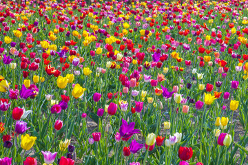 field with blooming colorful tulips