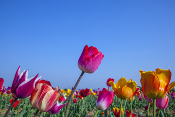 Obraz premium field with blooming colorful tulips
