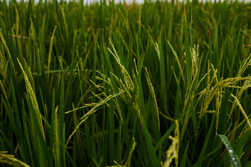 Agriculture. Harvesting time. Farm, paddy field. Rice spikes in a golden rural area. Well ripened crop. Mature harvest. Ripening field, close up, selective focus. Lush gold fields of the countryside.