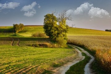 Fototapeta na wymiar Moravian fields, Moravia, Czech Republic, around the village Kyjov 