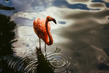 Stoff pro Meter Flamingo Flamingo in water