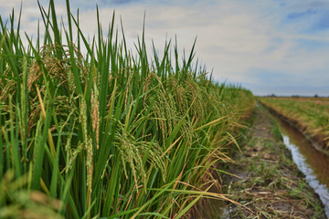 Agriculture. Harvesting time. Farm, paddy field. Rice spikes in a golden rural area. Well ripened crop. Mature harvest. Ripening field, close up, selective focus. Lush gold fields of the countryside.