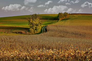 Moravian fields, Moravia, Czech Republic, around the village Kyjov 