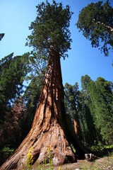 Sequoia géant dans le Parc national de Sequoia en Californie