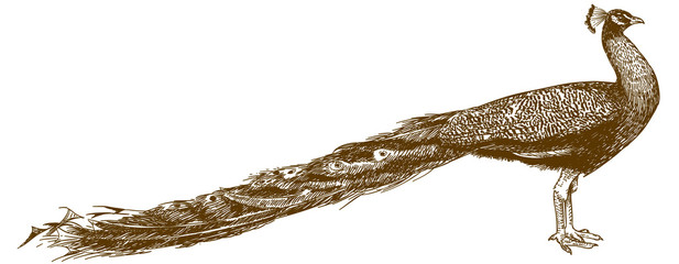 engraving illustration of peacock