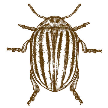 engraving  illustration of Colorado beetle