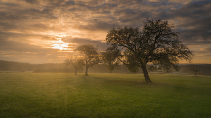 Naklejka premium Morgenstimmung mit Sonne und Nebel mit Obstbäumen auf grüner Wiese