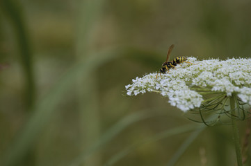 Paper Wasp (Polistes spp) in Iowa park