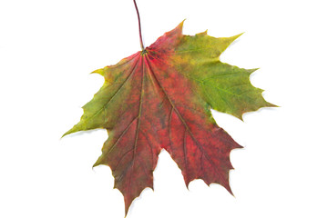 Maple   red-green leaf on a white background.