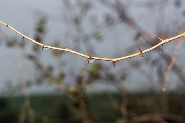 Branches with drops