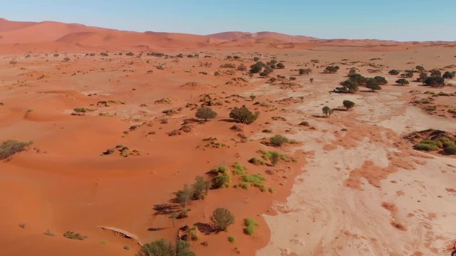 4K aerial view. flight over red dunes with scattered trees in sossusvlei national park, namibia