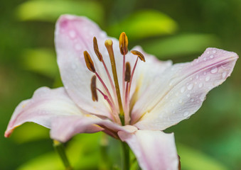 Fototapeta premium Pinkish Oriental Lily