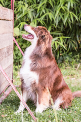 Portrait of australian shepherd dog living in belgium