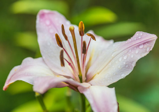 Pinkish Oriental Lily