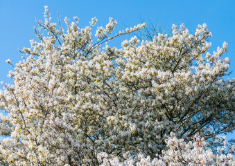 Amelanchier Blossom