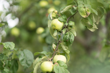 Green apples on a branch ready to be harvested, outdoors, selective focus
