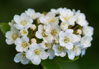 Spiraea Bush Blossom