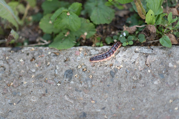caterpillar on the walk path