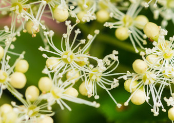Hydrangea Blossom