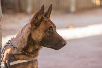 Portrait of german shepherd dog living in belgium