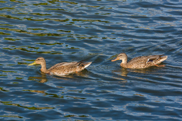 Two Ducks Enjoying the Afternoon Sun in Mid-Summer