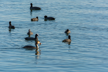 A Lot of Coots and a Crested Grebe Catching a Fish