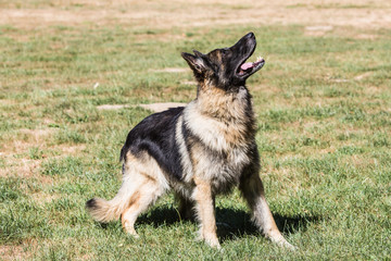 Portrait of german shepherd dog living in belgium