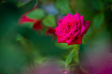 Nahaufnahme einer roten Rose