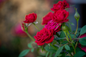 Nahaufnahme von roten Rosen 