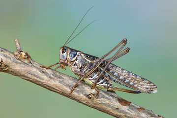 the Southern Wartbiter - Decticus albifrons