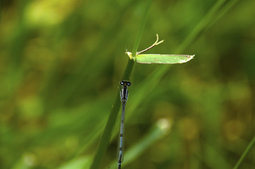 Familiar Bluet (Enallagma civile) resting near Iowa river