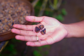 Coffee beans on the tree in Bali, Indonesia. Kopi Luwak is the most expensive coffee in the world, also called as Cat Poop Coffee. 