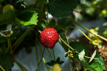 Fresh bright red strawberries that are grown in greenhouses. Ripe organic berries and foliage growing on the field. Close up, selective focus. Agriculture, gardening, harvest concept.