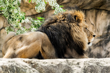 Naklejka premium Löwe liegend