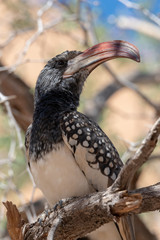 Extreme head close up of a monteiros hornbill sitting in a tree, Namibia