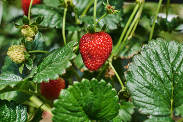 Fresh ripe strawberry from farm. Strawberry field. Garden-bed with some ripe fruit. Plantation of sweet and healthy berries on a sunny day. Organically cultivated plantation.