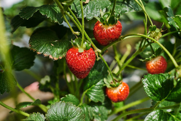 Fresh ripe strawberry from farm. Strawberry field. Garden-bed with some ripe fruit. Plantation of sweet and healthy berries on a sunny day. Organically cultivated plantation.