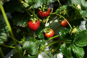 Obraz premium Fresh ripe strawberry from farm. Strawberry field. Garden-bed with some ripe fruit. Plantation of sweet and healthy berries on a sunny day. Organically cultivated plantation.