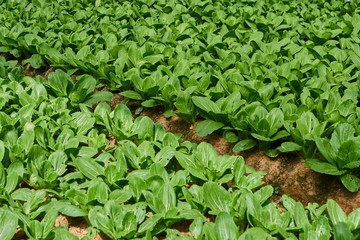 Chinese cabbage field in the countryside. Healthy vegetables. Plantation in the farm. Kind of vegetables. Arable farmland with fresh vegetable at spring season. Agriculture and harvest concept.