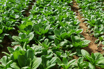 Food background. Chinese cabbage closeup on a garden bed. Growing cabbage in the field. Full frame background of fresh green cabbage leaf at summer season. Ecological agriculture. Healthy food.