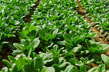 Chinese cabbage field in the countryside. Healthy vegetables. Plantation in the farm. Kind of vegetables. Arable farmland with fresh vegetable at spring season. Agriculture and harvest concept.