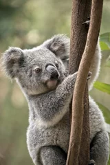 Papier Peint photo autocollant Koala Joey Koala