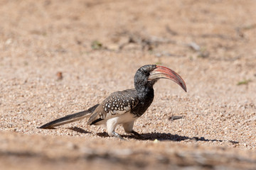 Close up of a monteiros red-billed hornbill on gravel ground, Namibia