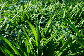Obraz premium Close up of green garlic plants in cultivated agricultural field, agriculture and crop protection. Young green garlic plants with drops of dew. Ripening at spring season, agricultural landscape.