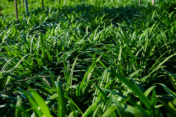 Obraz premium Close up of green garlic plants in cultivated agricultural field, agriculture and crop protection. Young green garlic plants with drops of dew. Ripening at spring season, agricultural landscape.