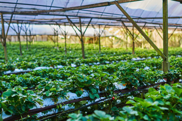 Hydroponics plant row in plantation. Indoor strawberries farm. Substrate cultivation of strawberries under plastic film on the pickers ergonomic height. Smart agriculture, farm, technology concept.