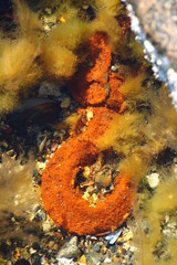 rostiger Metallhaken unter der Wasseroberfläche